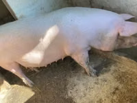 Scroafă — foto 1