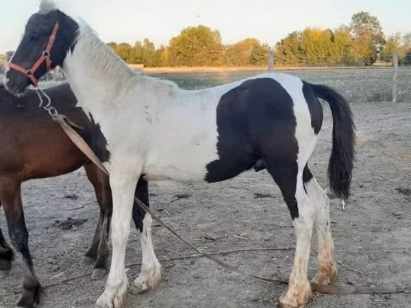 公马, Friesian