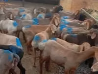 Ram, Rhon sheep — photo 2