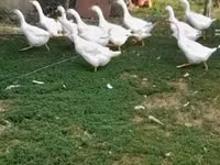 Geese — الصورة 1