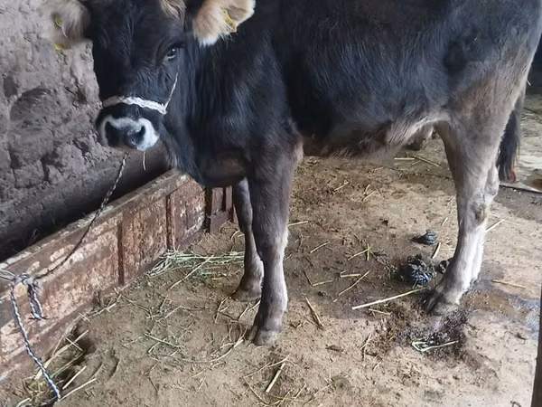 Sigir, Qoramol