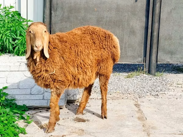 Berbec, Hissar sheep