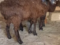 Goat, Goats — photo 4