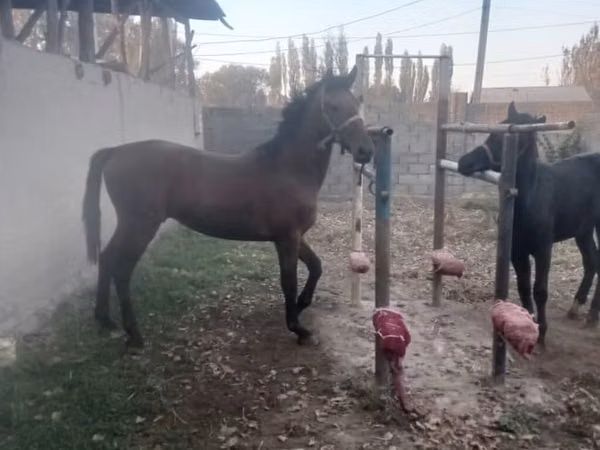 公马, Karabair horse