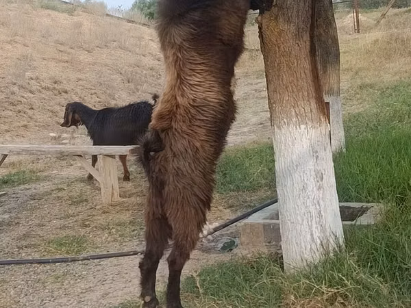 Țap, Nubian Goat