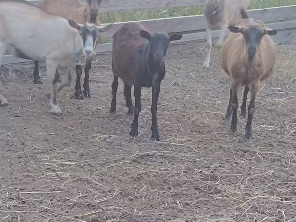Ziegenbock, Ziegen