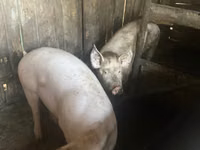 Vier, Porci — foto 1