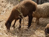 أغنام (دفعة، الجنس غير محدد), Karabakh sheep — الصورة 1