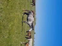 Yegua, Kazakh horse — foto 1