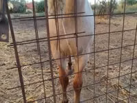घोड़ा, Welsh Cob — फ़ोटो 4