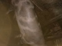 公猪, Pigs — 照片 3