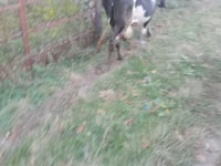 Sigir, Swiss cattle — 4-rasm
