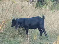 Cabro, Nubian Goat — foto 2