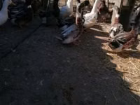 रूएन — फ़ोटो 1