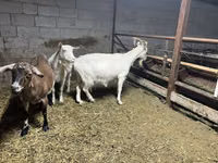 Capră, Kamori goats — foto 5