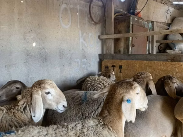 母羊, Arashan sheep