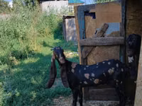 Ziege, Kamori goats — Foto 2
