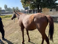 Stute, Kazakh horse — Foto 4