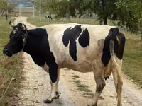 بقرة, Russian Black pied cattle — الصورة 1