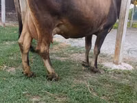 Vaca, Bovinos — foto 3