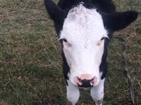 Bou, Bovine — foto 4