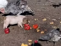 Porcs (lot, sexe non indiqué) — photo 1