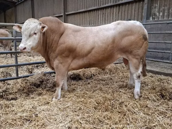 Buqa, Blonde d’Aquitane cattle
