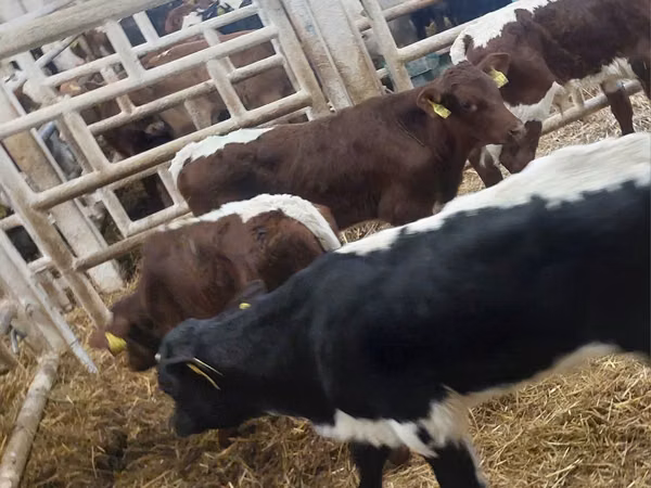 牛只（批次，未指定性别）, Simmental cattle