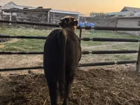 Bou, Simmental cattle — foto 6