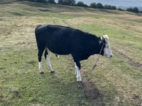 ثور, Russian Black pied cattle — الصورة 3