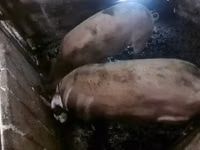 Vier, Porci — foto 2