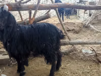 Ziege, Dagestan coarsewool goat — Foto 3