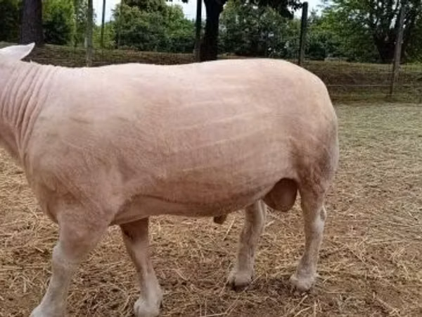 公羊, Sheep