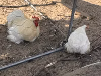 Pekin bantam — foto 2