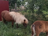 فرس, Australian Pony — الصورة 5
