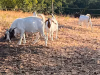 Ziege, Boer goat — Foto 7