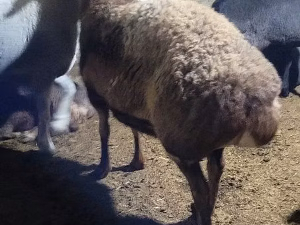 Ovelhas (lote, sexo não especificado), Ovelhas