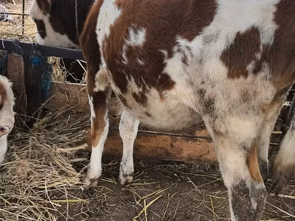 Toro, Simmental cattle