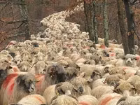 母羊, Sheep — 照片 1