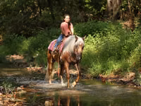 公马, Quarter Horse — 照片 2