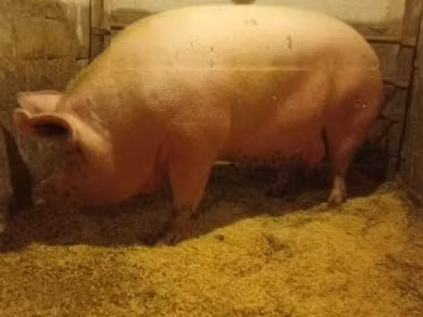 母猪, Pigs