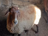 كبش, الأغنام — الصورة 1