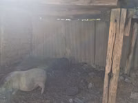Scroafă — foto 2