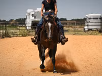 Cal, Quarter Horse — foto 4