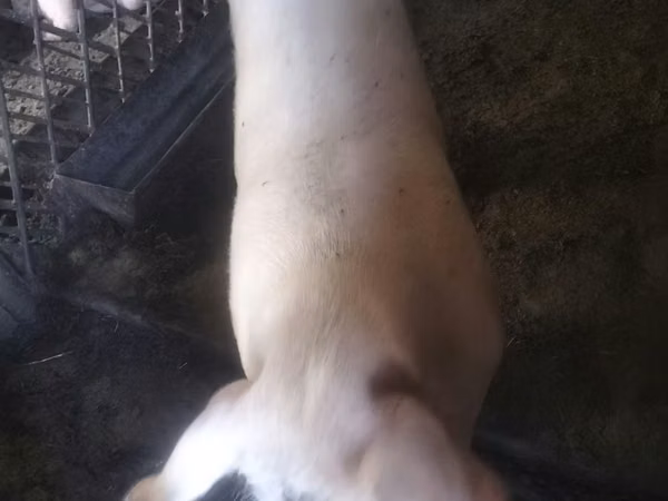 Vier, Porci