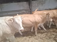 母牛, Blonde d’Aquitane cattle — 照片 6