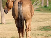 At, Quarter Horse — foto 5