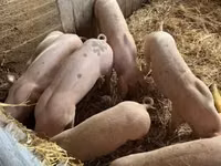 Vier, Porci — foto 2