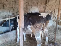 Vacă, Rasa Holstein — foto 3