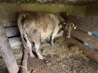 Vacă, Bovine — foto 1